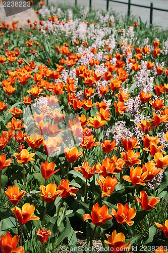 Image of Tulips and Hyacinths