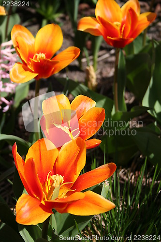 Image of Beautiful Tulips