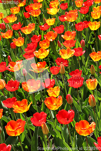 Image of Holland tulip fields