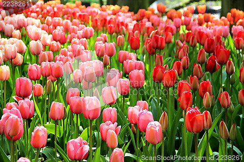 Image of Holland tulip fields