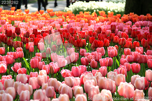 Image of Holland tulip fields