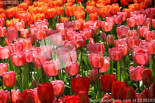 Image of Holland tulip fields