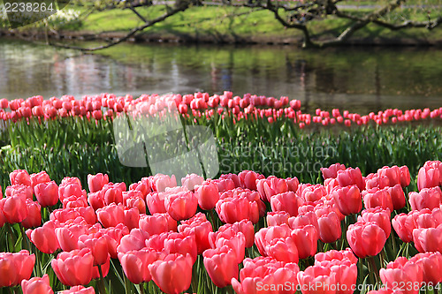 Image of Holland tulip fields