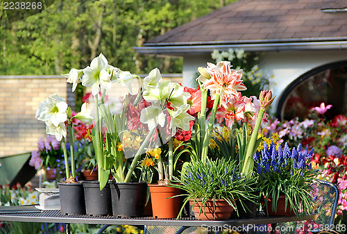 Image of Sunny terrace with a lot of flowers