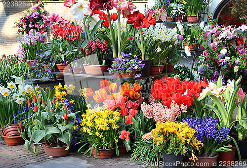 Image of Sunny terrace with a lot of flowers