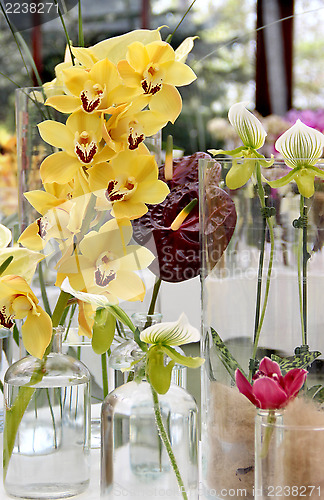 Image of Orchids and other flowers 