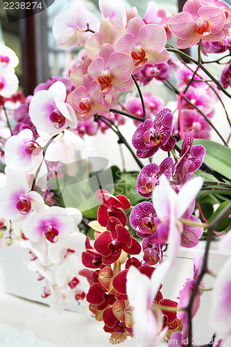 Image of Orchids and other flowers 