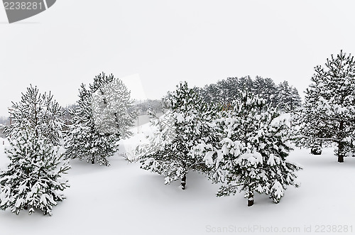 Image of Fir Trees