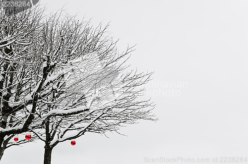 Image of Winter Trees