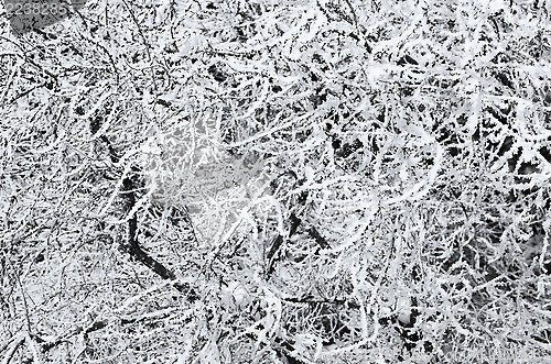 Image of Winter Branches