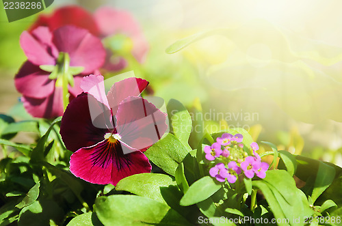 Image of Pansy