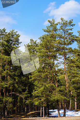 Image of Pine Forest 