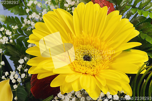 Image of Gerbera