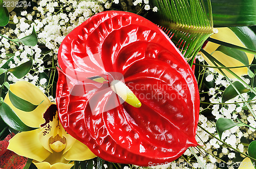 Image of Flamingo Flower