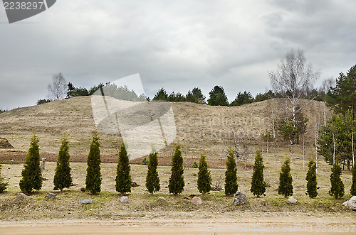 Image of Row Of Trees