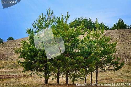 Image of Trees