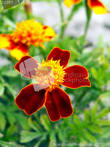 Image of marigold