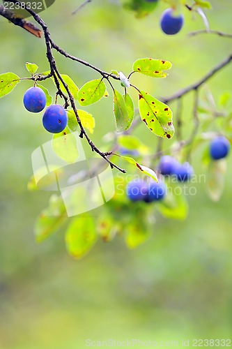 Image of Ripe plums on the tree