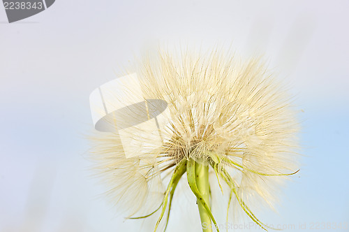 Image of dandelion 
