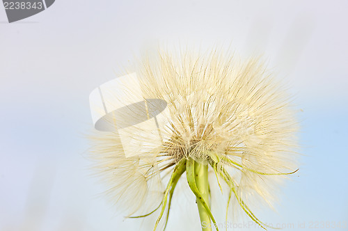 Image of dandelion 