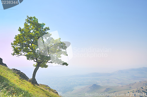 Image of solitary tree