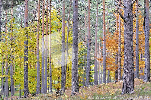 Image of colors of autumn birch forest