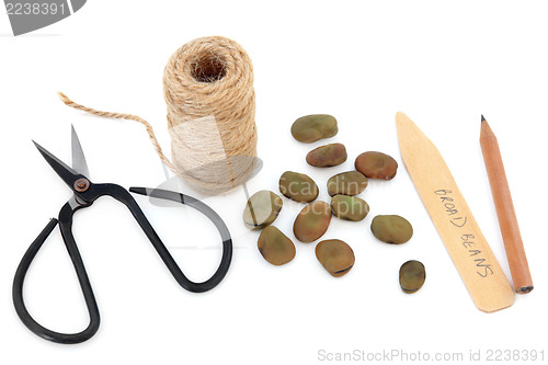 Image of Sowing Broad Bean Seeds