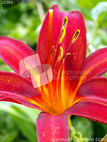 Image of lily