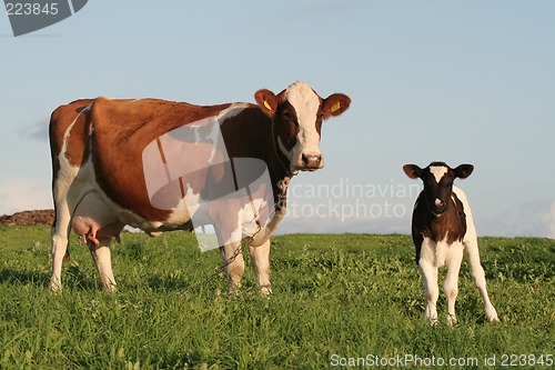 Image of Cows