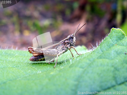 Image of grasshopper