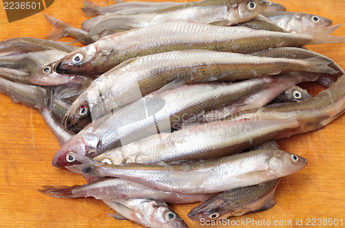 Image of Fresh smelts fish