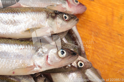 Image of Fresh smelts fish