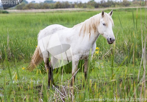 Image of white arabian horses