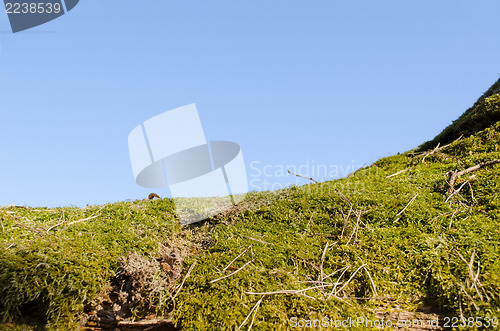 Image of closeup mossy tree trunk blue sky background 
