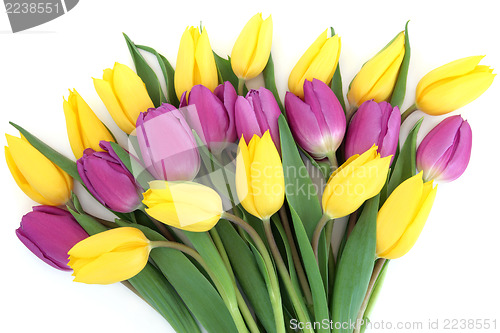 Image of Tulip Flower Beauty