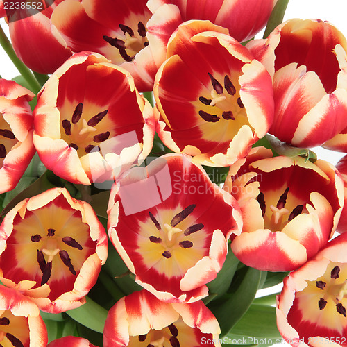 Image of Tulip Beauty