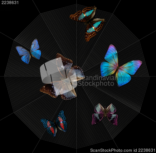 Image of butterflies and spiderweb