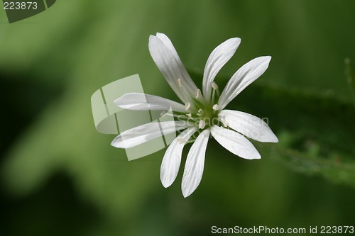 Image of Flower