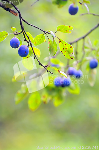 Image of Ripe plums on the tree