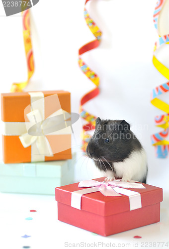 Image of guinea pig and gifts