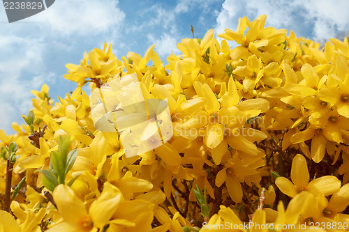 Image of Blooming forthysia in spring against blue sky