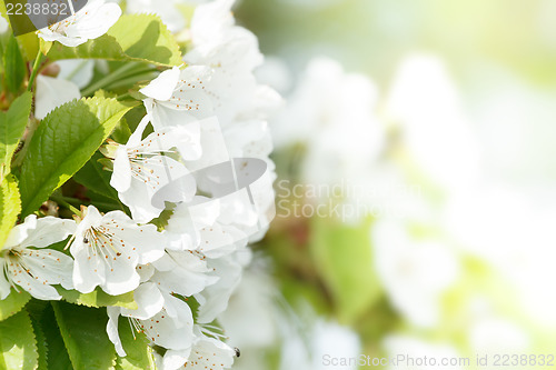 Image of Blossoming apple garden in spring with very shallow focus