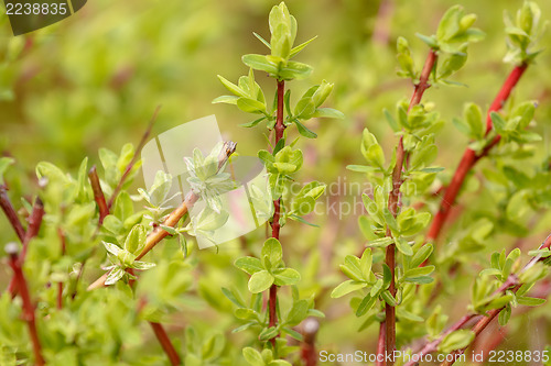 Image of spring plant with blurred background