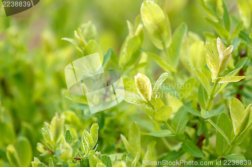 Image of spring plant with blurred background