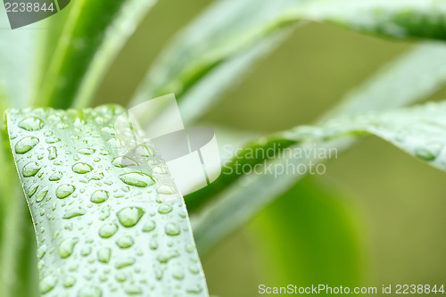 Image of Green leaves with drops of water