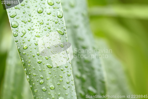 Image of Green leaves with drops of water