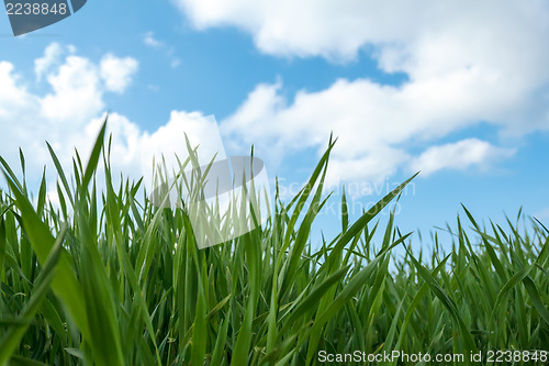 Image of spring green grass field