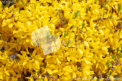 Image of Yellow flower Forsythia