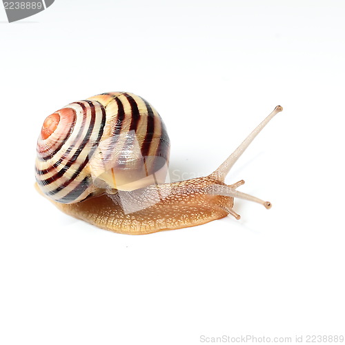 Image of Garden snail