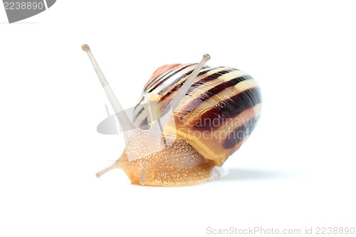 Image of Garden snail